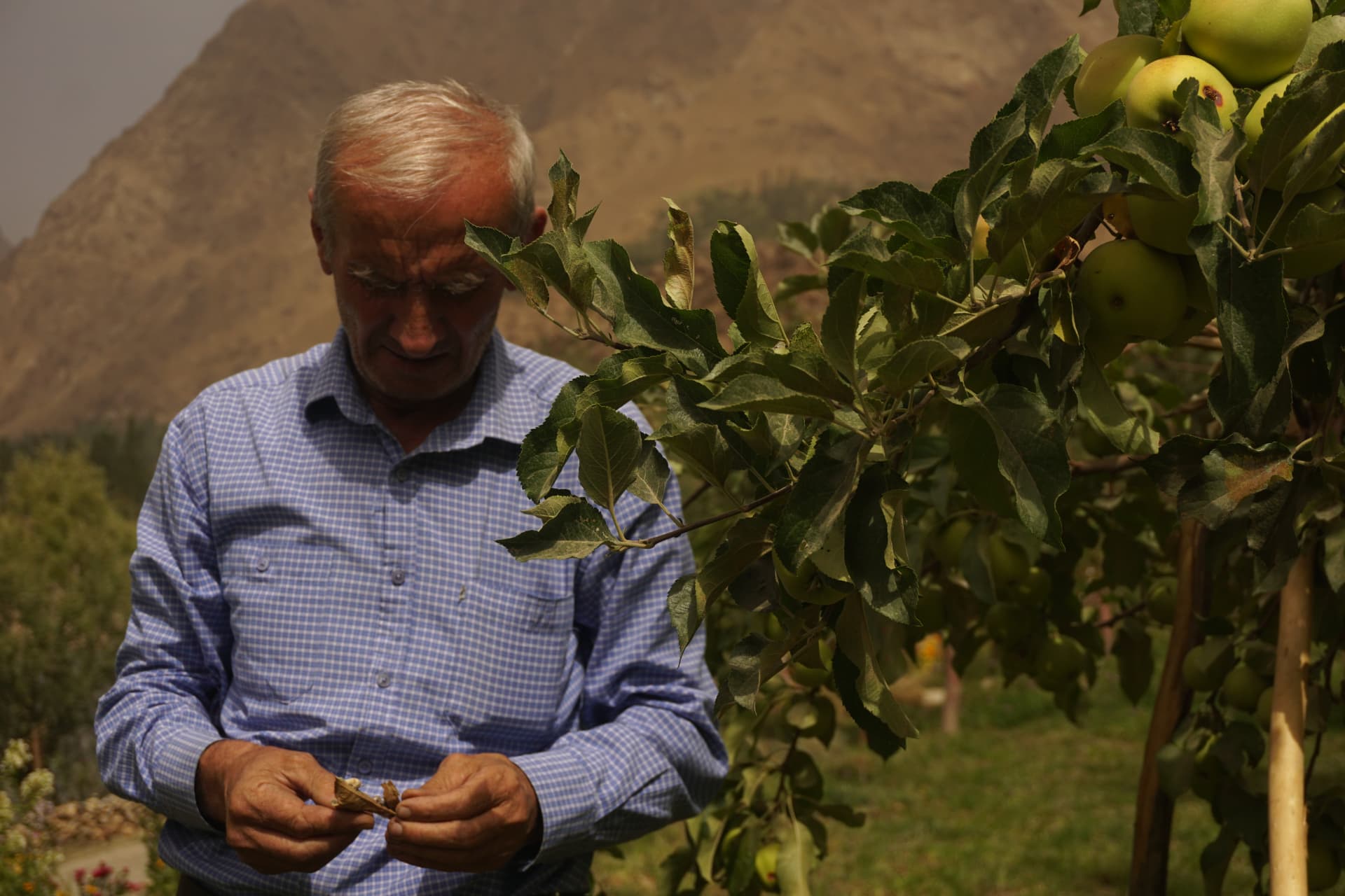 A man tending an apple tree in a mountain orchard in Badakhshan.