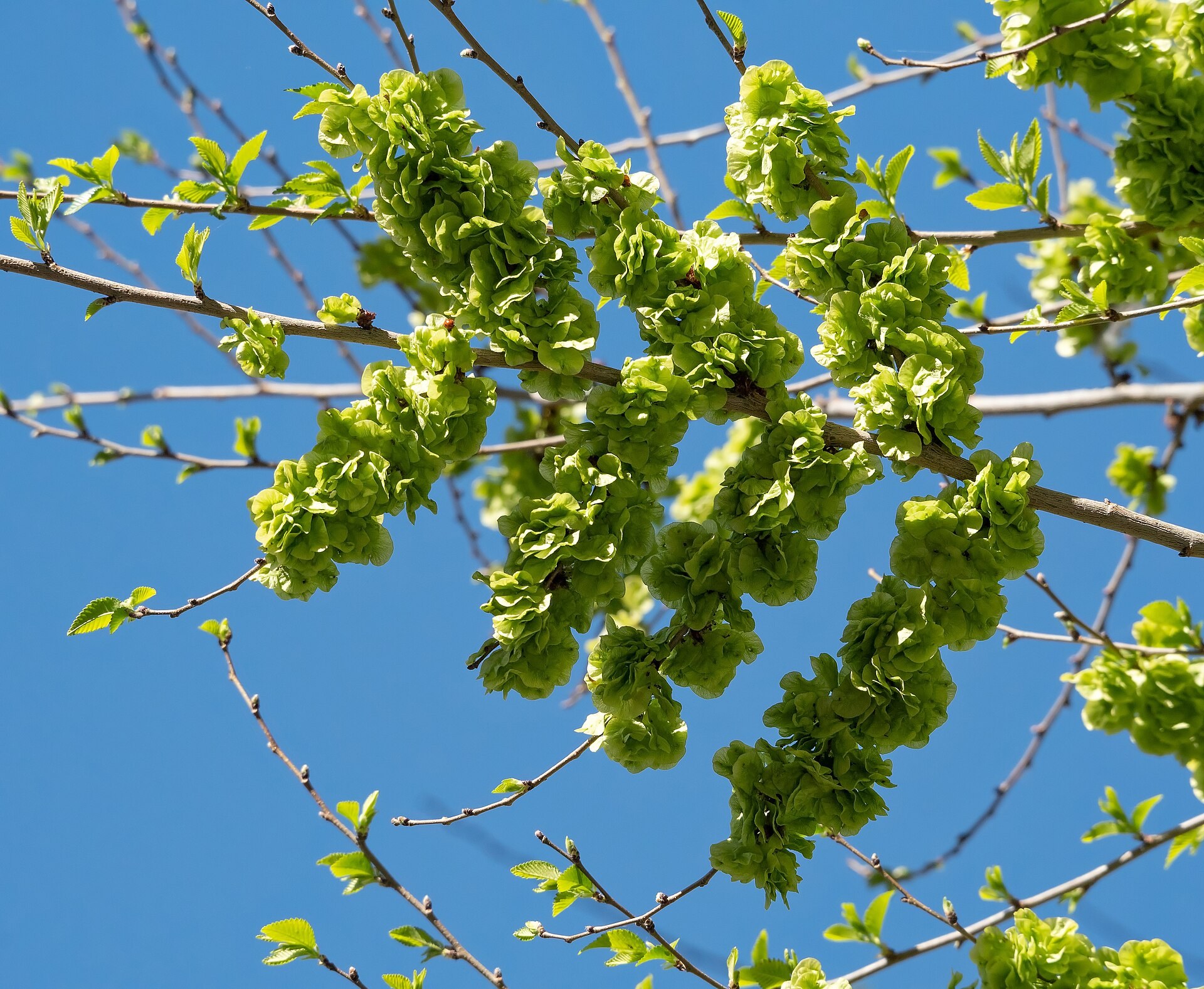 Clusters of green Siberian elm samaras in spring.