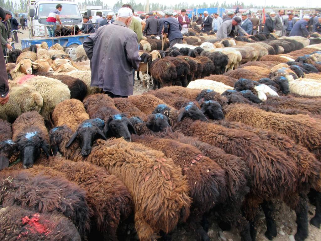 Rows of sheep at Kashgar livestock market.