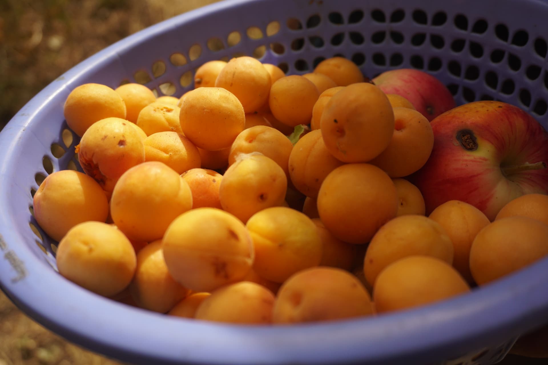 Fresh apricots and apples gathered in Badakhshan.