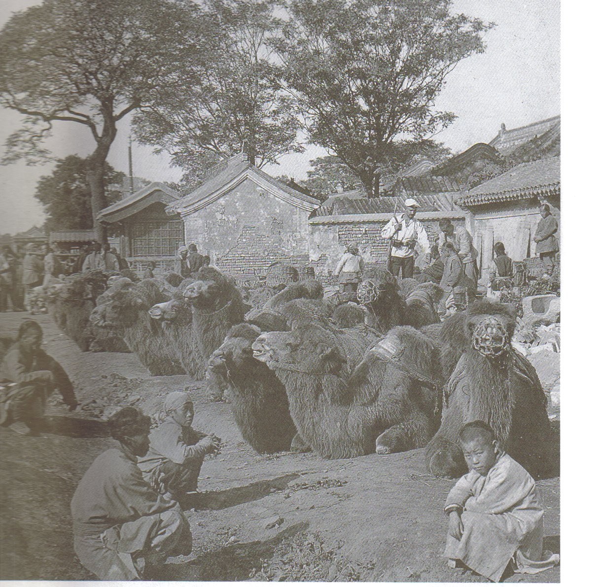 Camels gathered in a courtyard in late Qing-era Beijing.