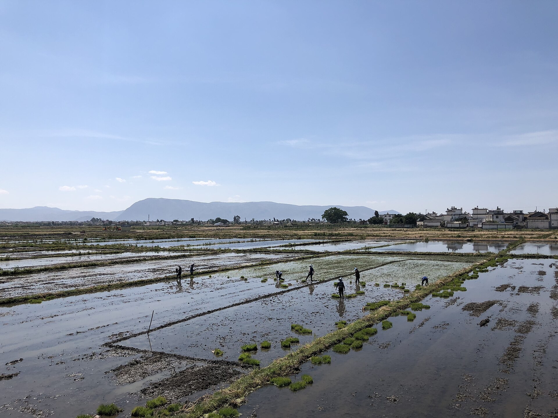 Farmers tending flooded fields near Dali, Yunnan.