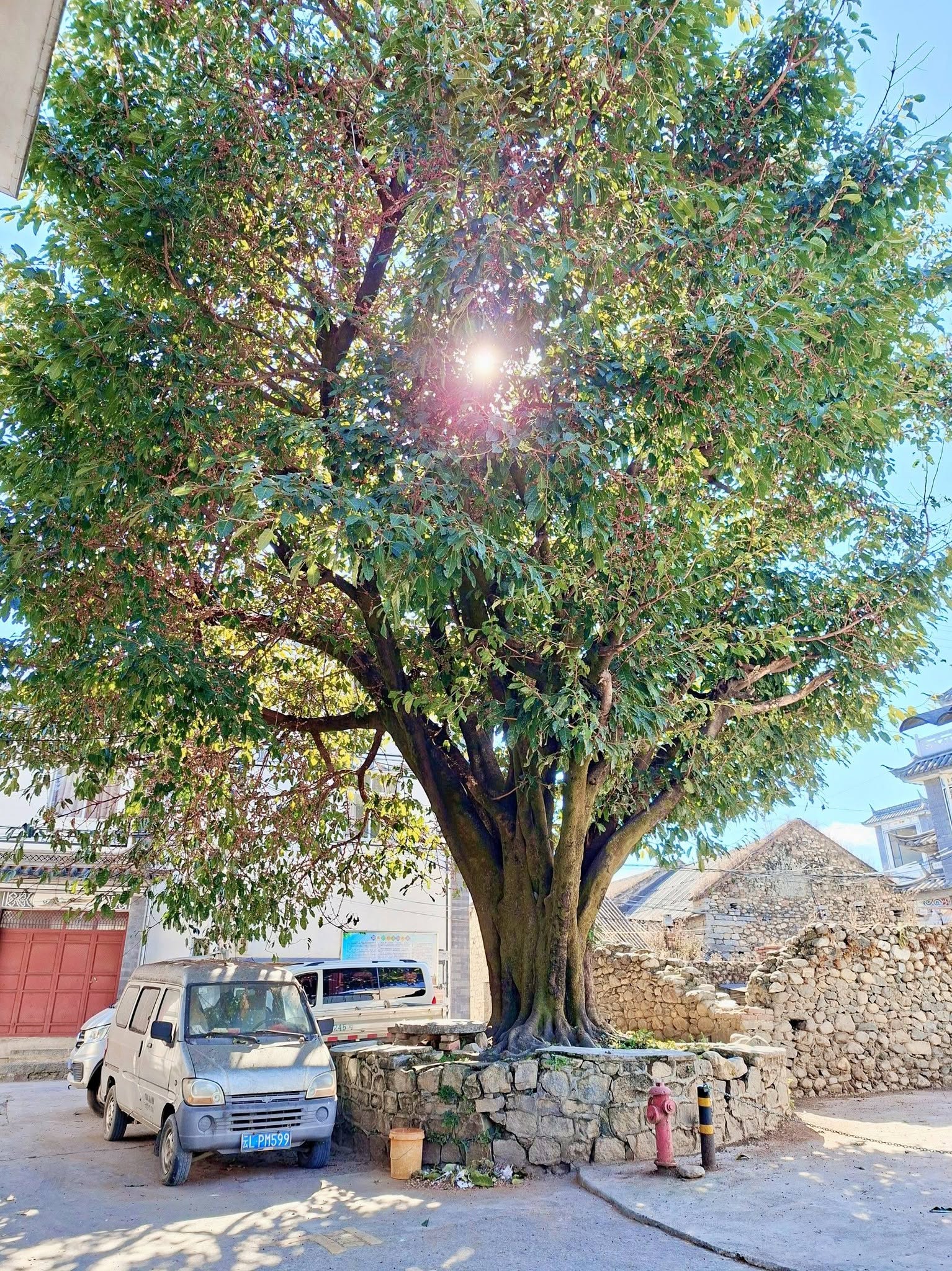 פיקוס הכפר (מחשבות על מוסדות)